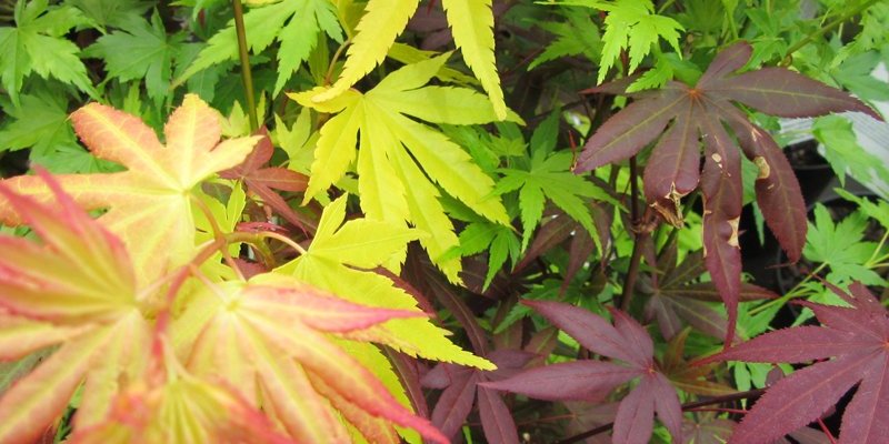 Érable du Japon 'Festival' - Acer palmatum 'Festival', érable japonais