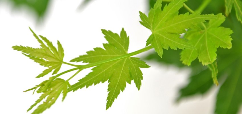 Érable du Japon 'Going Green'® - Acer palmatum 'Going Green'®, érable japonais
