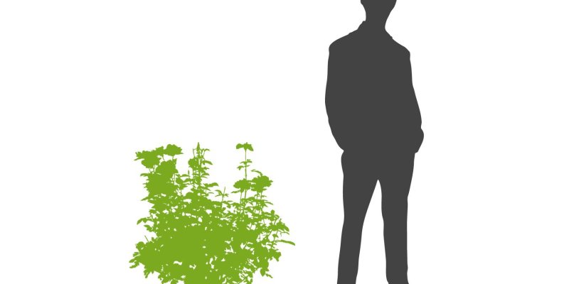 Érable du Japon 'Jerre Schwartz' - Acer palmatum 'Jerre Schwartz', érable japonais