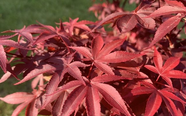 Érable du Japon 'Twombly's Red Sentinel' - Acer palmatum 'Twombly's Red Sentinel', érable japonais