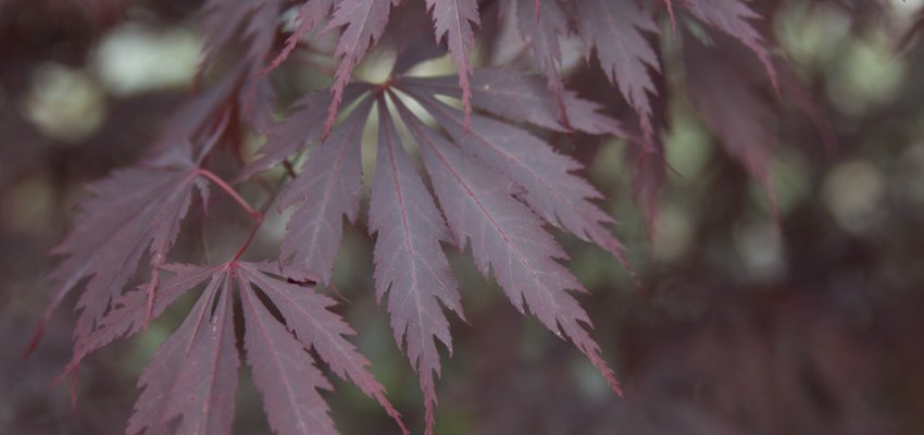 Érable du Japon 'Black Lace'® - Acer palmatum 'Black Lace'® érable japonais