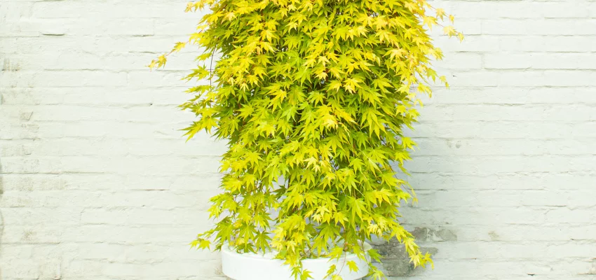 Érable du Japon 'Cascade Gold'® - Acer palmatum 'Cascade Gold'®, érable japonais