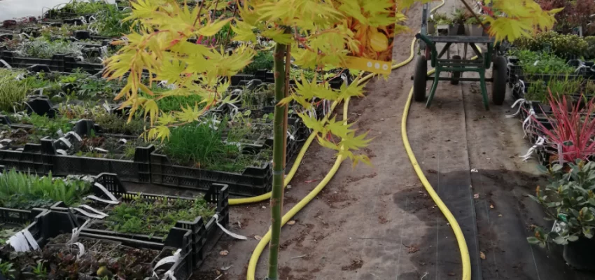 ACER palmatum 'Cascade Gold'® - Erable du Japon