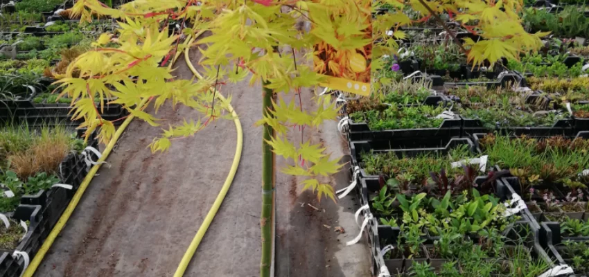 ACER palmatum 'Cascade Gold'® - Erable du Japon