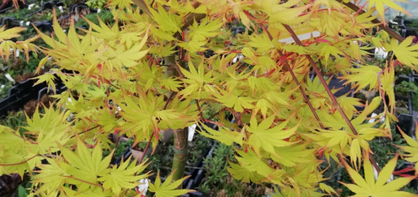 Érable du Japon 'Cascade Gold'® - Acer palmatum 'Cascade Gold'®, érable japonais