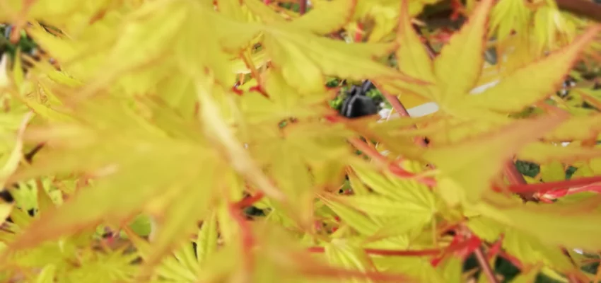 ACER palmatum 'Cascade Gold'® - Erable du Japon
