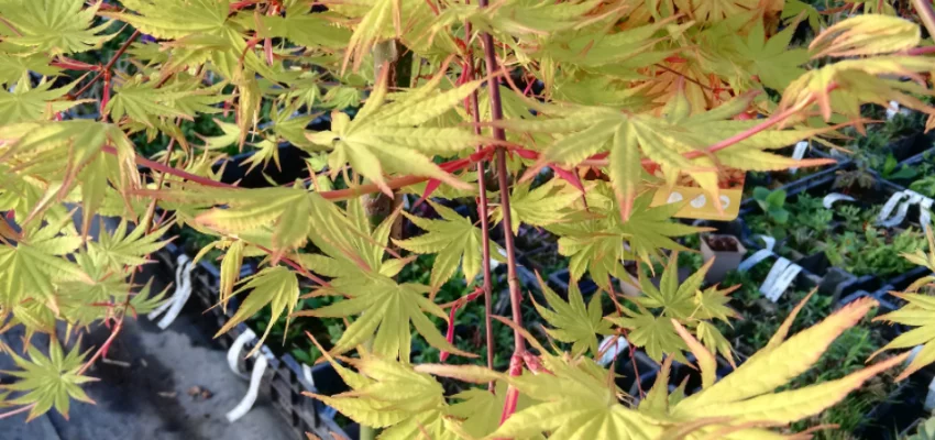 Érable du Japon 'Cascade Gold'® - Acer palmatum 'Cascade Gold'®, érable japonais