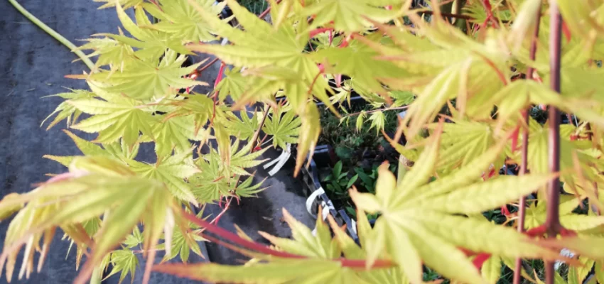 Érable du Japon 'Cascade Gold'® - Acer palmatum 'Cascade Gold'®, érable japonais