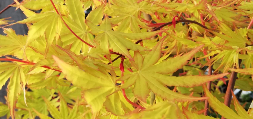 Érable du Japon 'Cascade Gold'® - Acer palmatum 'Cascade Gold'®, érable japonais