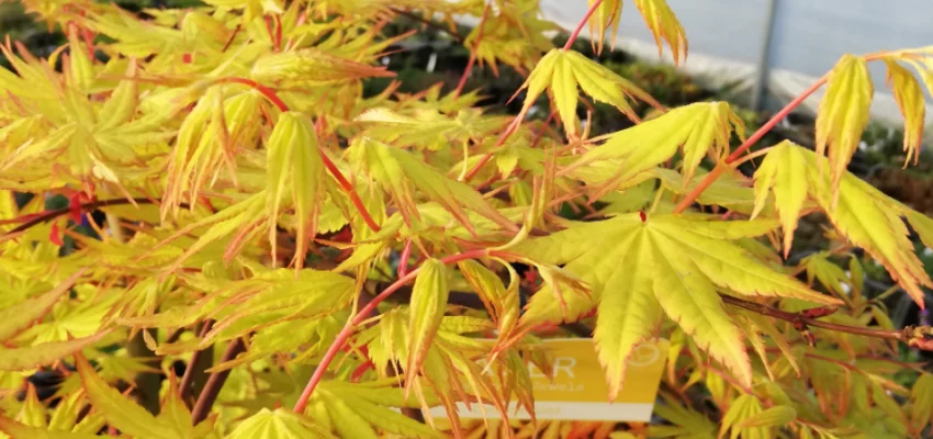 Érable du Japon 'Cascade Gold'® - Acer palmatum 'Cascade Gold'®, érable japonais