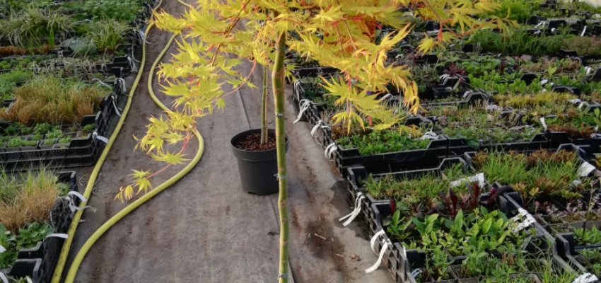 Érable du Japon 'Cascade Gold'® - Acer palmatum 'Cascade Gold'®, érable japonais