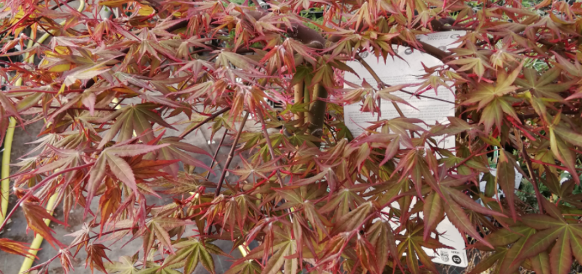 Érable du Japon 'Cascade Ruby'® - Acer palmatum 'Cascade Ruby'®, érable japonais