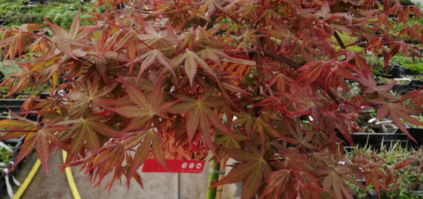 Érable du Japon 'Cascade Ruby'® - Acer palmatum 'Cascade Ruby'®, érable japonais