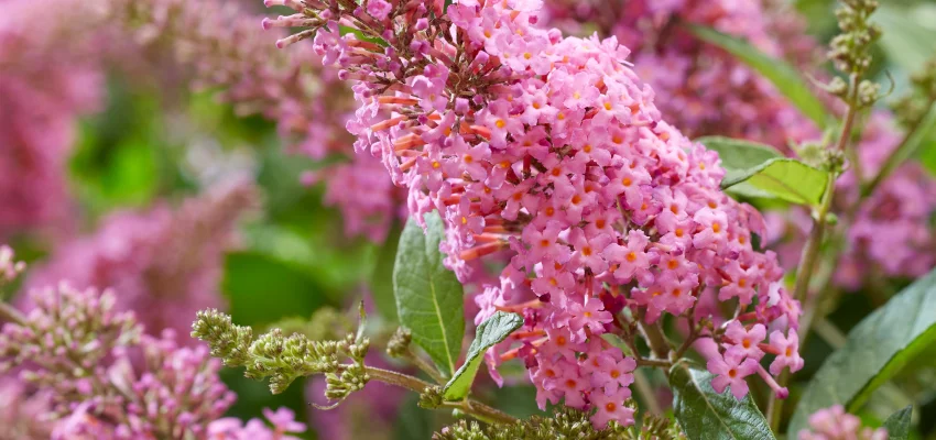 BUDDLEJA davidii Butterfly Candy Little Pink ® - Arbre aux papillons nain