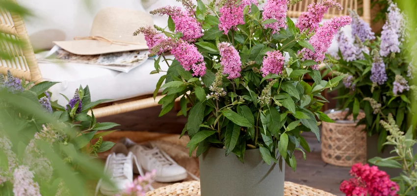 BUDDLEJA davidii Butterfly Candy Little Pink ® - Arbre aux papillons nain