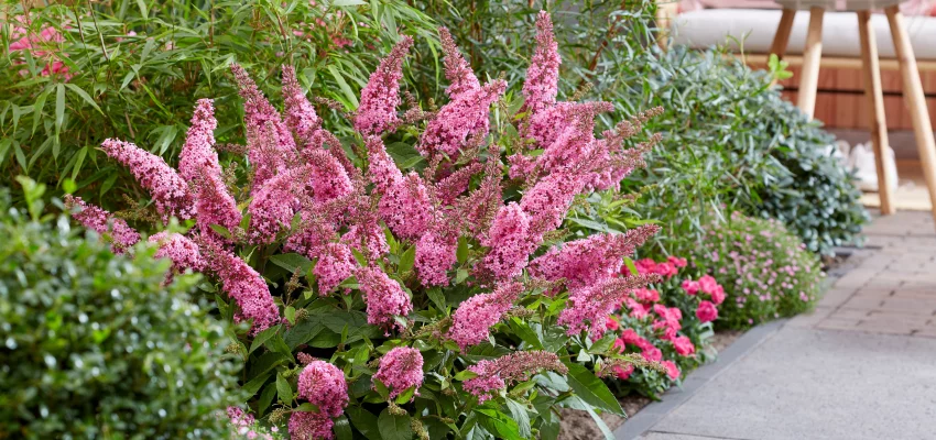 BUDDLEJA davidii Butterfly Candy Little Pink ® - Arbre aux papillons nain