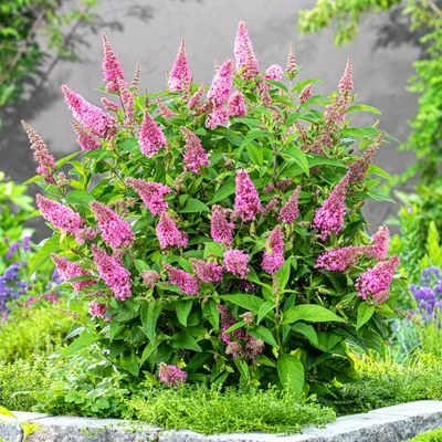 BUDDLEJA davidii Butterfly Candy Little Pink ® - Arbre aux papillons nain