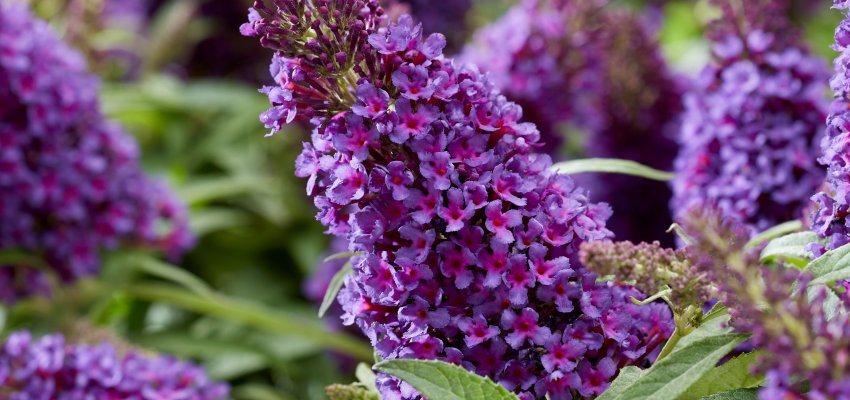 BUDDLEJA davidii Butterfly Candy Little Purple ® - Arbre aux papillons nain