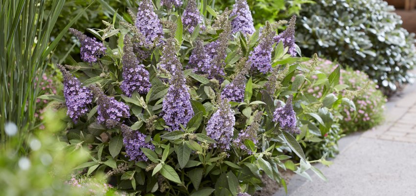 BUDDLEJA davidii Butterfly Candy Little Sweetheart ® - Arbre aux papillons nain