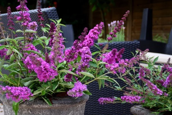 BUDDLEJA davidii Free Petite 'Tutti Fruitti' ® - Arbre aux papillons nain