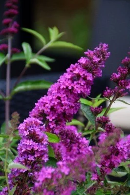 BUDDLEJA davidii Free Petite 'Tutti Fruitti' ® - Arbre aux papillons nain