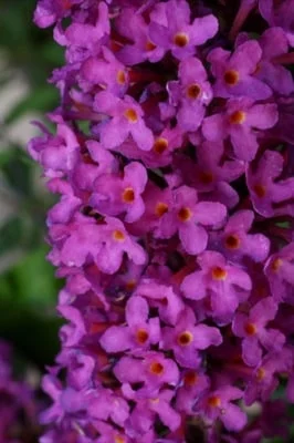 BUDDLEJA davidii Free Petite 'Tutti Fruitti' ® - Arbre aux papillons nain