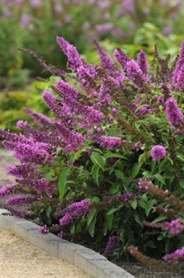 BUDDLEJA davidii Free Petite 'Tutti Fruitti' ® - Arbre aux papillons nain