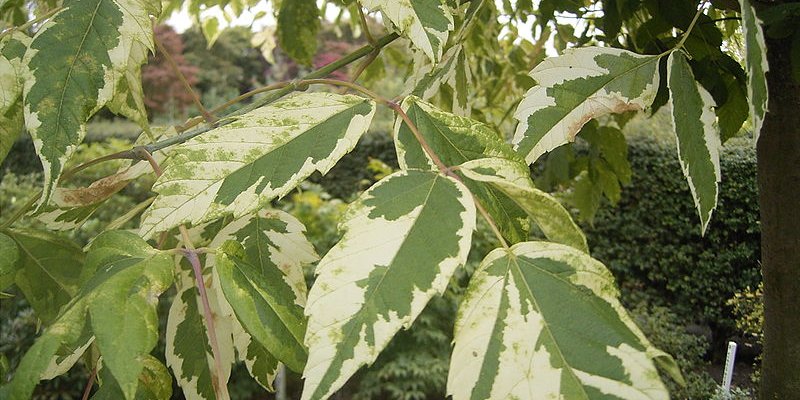 ACER negundo 'Aureomarginatum' - Erable à feuilles de frêne