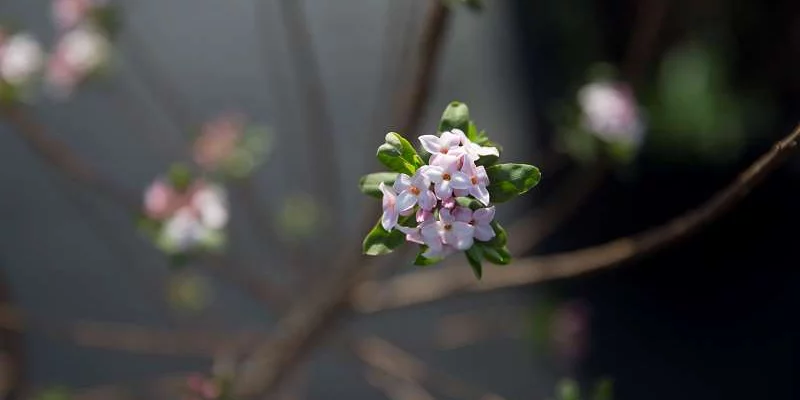 DAPHNE burkwoodii 'Somerset' - Bois joli