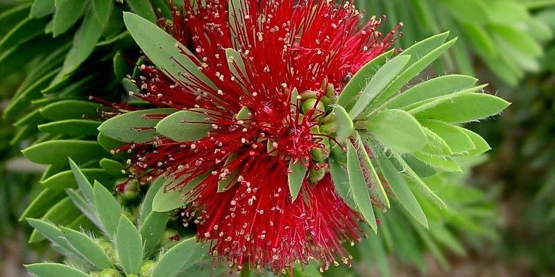 CALLISTEMON 'Little John' - Rince bouteille nain