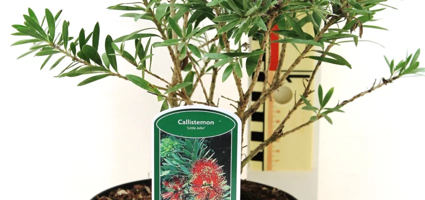 CALLISTEMON 'Little John' - Rince bouteille nain