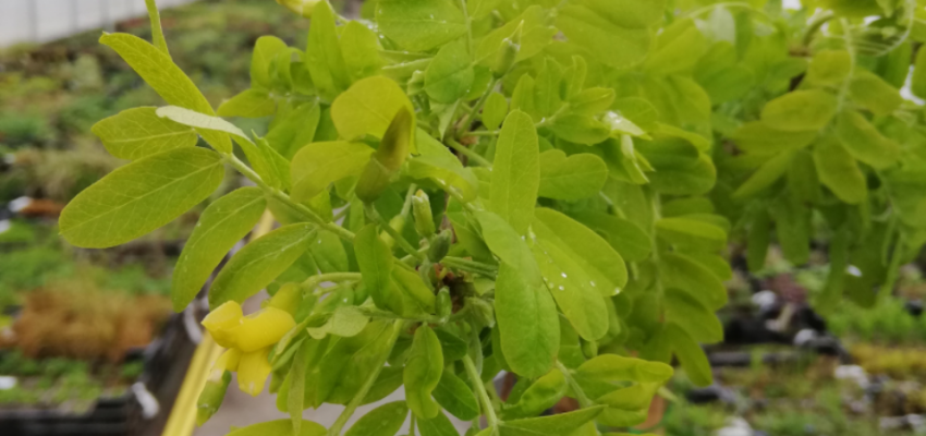 CARAGANA arborescens 'Pendula' - Acacia jaune pleureur