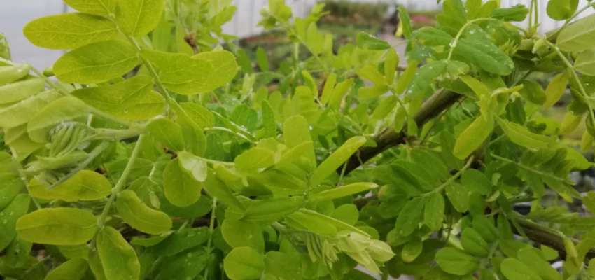 CARAGANA arborescens 'Pendula' - Acacia jaune pleureur