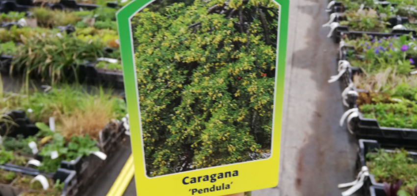 CARAGANA arborescens 'Walker' - Acacia jaune pleureur