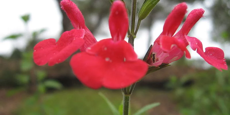 SALVIA microphylla 'Suzanne' - Sauge arbustive
