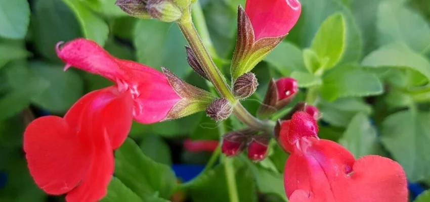 SALVIA microphylla 'Suzanne' - Sauge arbustive