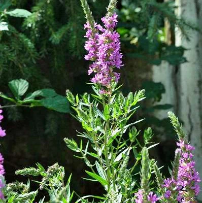 LYTHRUM salicaria - Salicaire