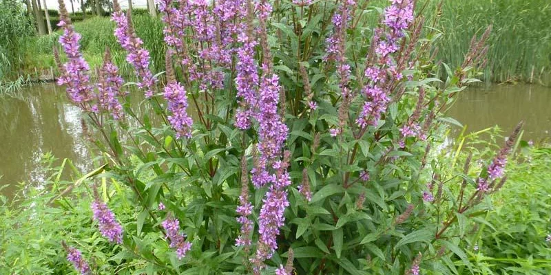 LYTHRUM salicaria - Salicaire