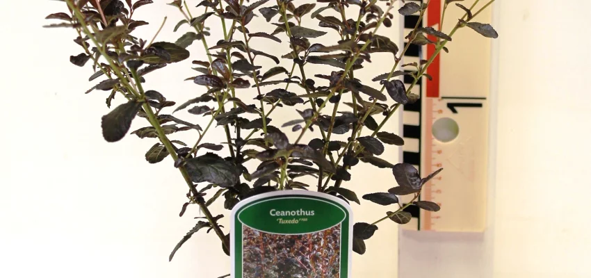 CEANOTHUS 'Tuxedo' ® - Céanothe à feuille pourpre, Lilas de Californie