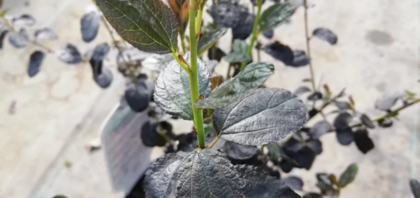 CEANOTHUS 'Tuxedo' ® - Céanothe à feuille pourpre, Lilas de Californie