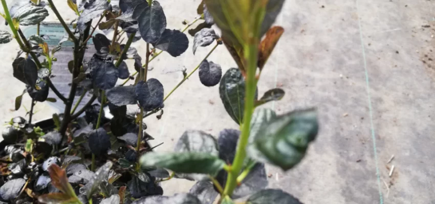 CEANOTHUS 'Tuxedo' ® - Céanothe à feuille pourpre, Lilas de Californie