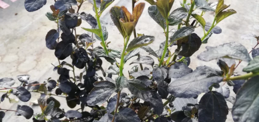 CEANOTHUS 'Tuxedo' ® - Céanothe à feuille pourpre, Lilas de Californie