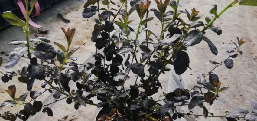 CEANOTHUS 'Tuxedo' ® - Céanothe