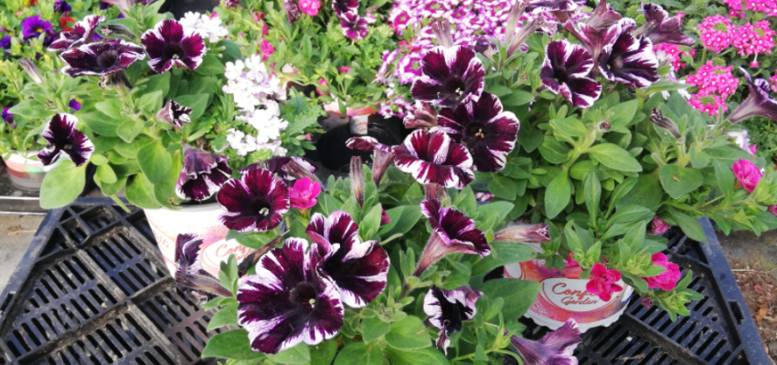 CONFETTI Garden® 'Marvelous Jewel' - Mélange de plantes annuelles