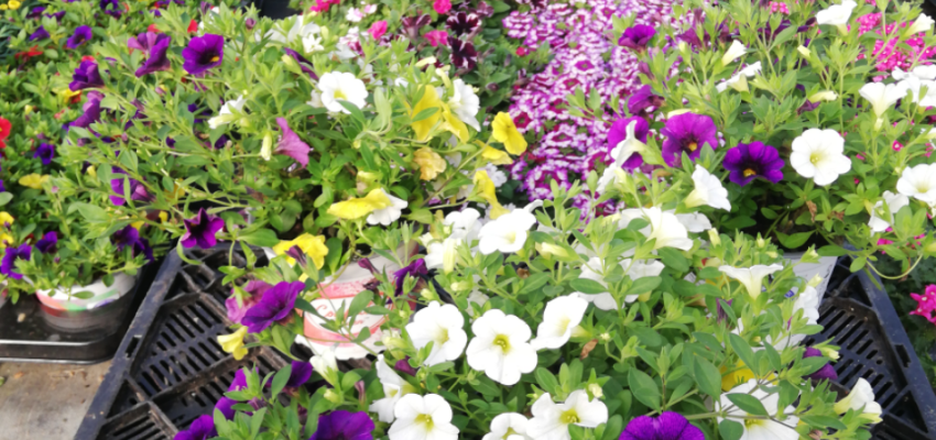 CONFETTI Garden® Nani Hoku Star - Mélange de plantes annuelles