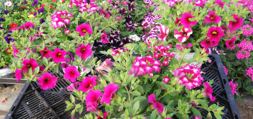 CONFETTI Garden® Shocking Hot Pink - Mélange de plantes annuelles