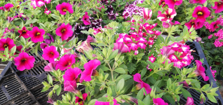 CONFETTI Garden® Shocking Hot Pink - Mélange de plantes annuelles