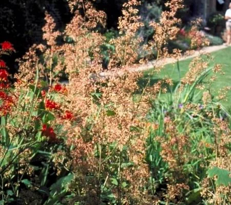 MACLEAYA microphylla 'Kelway's Coral Plume'