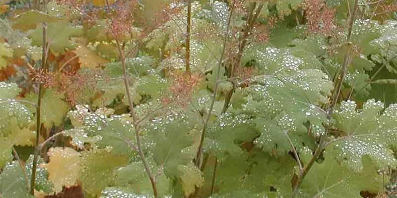 MACLEAYA microphylla 'Kelway's Coral Plume'