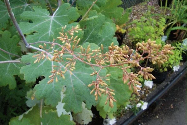 MACLEAYA microphylla 'Kelway's Coral Plume'